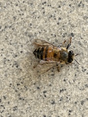 Apis mellifera