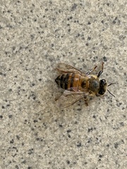 Apis mellifera