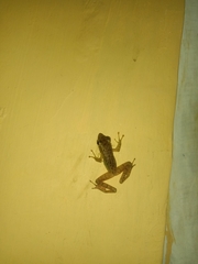 Chalcorana chalconota