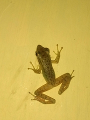 Chalcorana chalconota