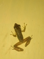 Chalcorana chalconota