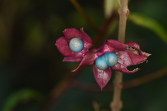 Clerodendrum fortunatum