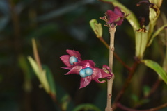 Clerodendrum fortunatum