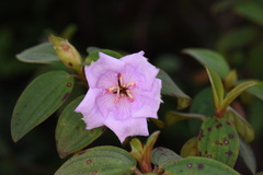 Melastoma