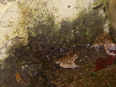 Thoropa miliaris