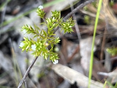 Styphelia appressa