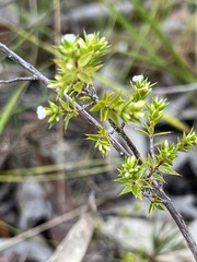 Styphelia appressa