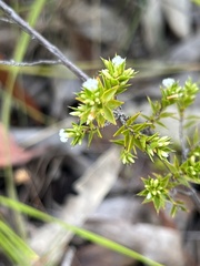 Styphelia appressa
