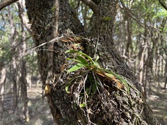 Sarcochilus australis