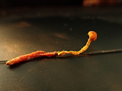 Ophiocordyceps variabilis
