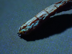 Ophiocordyceps variabilis
