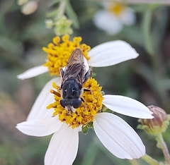 Asemosyrphus mexicanus