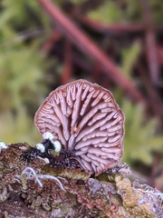 Lentinellus flabelliformis