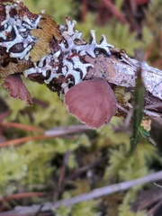 Lentinellus flabelliformis