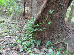 Aristolochia triangularis