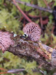 Lentinellus flabelliformis