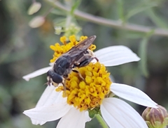 Asemosyrphus mexicanus
