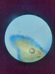 Lentinellus flabelliformis