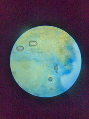 Lentinellus flabelliformis