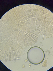 Lentinellus flabelliformis