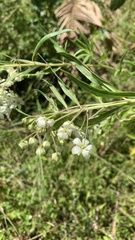 Gomphocarpus fruticosus