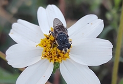 Asemosyrphus mexicanus