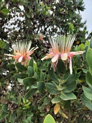 Protea aurea aurea