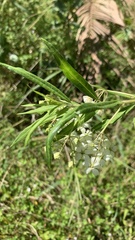Gomphocarpus fruticosus