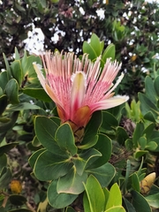 Protea aurea aurea