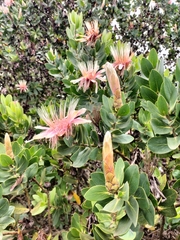 Protea aurea aurea