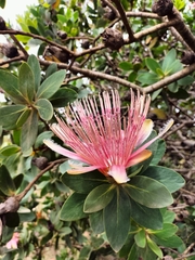 Protea aurea aurea