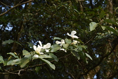 Magnolia maudiae