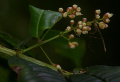 Syzygium alatoramulum