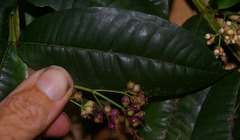 Syzygium alatoramulum