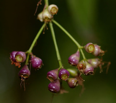 Syzygium alatoramulum