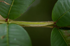 Syzygium alatoramulum