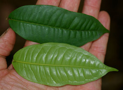 Syzygium alatoramulum