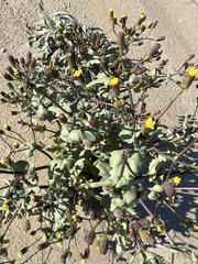 Senecio mohavensis