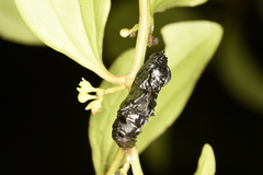 Delias pasithoe