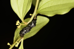 Delias pasithoe