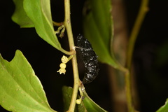 Delias pasithoe