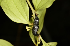 Delias pasithoe