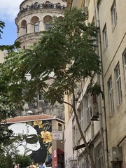 Ailanthus altissima