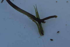 Pentidotea kirchanskii