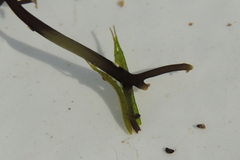 Pentidotea kirchanskii