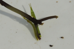 Pentidotea kirchanskii