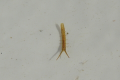 Pentidotea kirchanskii
