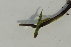 Pentidotea kirchanskii