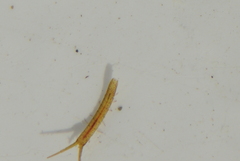 Pentidotea kirchanskii