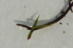 Pentidotea kirchanskii